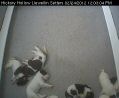 Litter K: 2012-02-24_12:03:08 pm